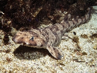 Máčka kalifornská, Cephaloscyllium ventriosum, Swellshark - http://upload.wikimedia.org/wikipedia/commons/archive/f/fa/20070921181548!Cephaloscyllium_ventriosum.jpg