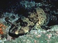 Máčka kalifornská, Cephaloscyllium ventriosum, Swellshark - http://annnimaux.oldiblog.com/sites/images/photos/250/photo_250112.jpg