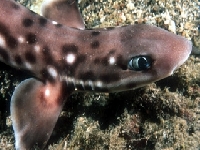 Máčka korálová, Atelomycterus marmoratus, Coral catshark - http://www.worldshark.com/species/cat/images/coralcat.jpg