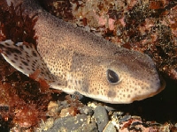 Máčka skvrnitá, Scyliorhinus canicula, Small-spotted catshark - http://www.bluewatersphotos.co.uk/images/Dogfish001-01JPG.jpg