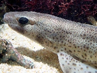 Máčka skvrnitá, Scyliorhinus canicula, Small-spotted catshark - http://1024.drpez.com/junio_05/img_articulos/tibu_m_13.jpg