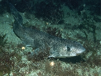 Máčka skvrnitá, Scyliorhinus canicula, Small-spotted catshark - http://www.habitas.org.uk/marinelife/pisces/scycan.jpg