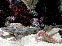 Máčka skvrnitá, Scyliorhinus canicula, Small-spotted catshark - http://1024.drpez.com/junio_05/img_articulos/tibu_m_14.jpg