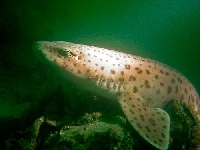 Máčka velkoskvrnná, Scyliorhinus stellaris  , Nursehound  - http://www.digischool.nl/bi/onderwaterbiologie/foto/zeeland/vissen/kathaai1.jpg