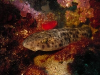 Máčka velkoskvrnná, Scyliorhinus stellaris  , Nursehound  - http://www.tauchbasis-delphin.de/leoshai.jpg