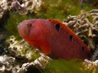 Mečitka, Pholis gunnellus, Rock gunnel     - http://www.fishbase.org/images/species/Phgun_u1.jpg