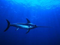 Mečoun obecný, Xiphias gladius, Swordfish - http://www.norbertwu.com/galleries/pew-web/pictures/picture-4.jpg