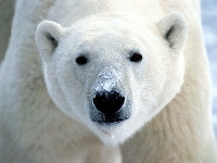 Medvěd lední, Ursus maritimus, Polar bear - http://animais.com.sapo.pt/Polar4.jpg