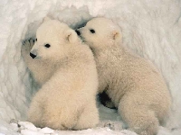 Medvěd lední, Ursus maritimus, Polar bear - http://www.solarnavigator.net/animal_kingdom/animal_images/Polar_bear_cubs_ursus_maritimus.jpg