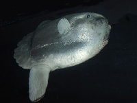 Měsíčník svítivý, Mola mola, Ocean sunfish     - http://fishbase.org/images/species/Momol_ue.jpg