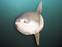 Měsíčník svítivý, Mola mola, Ocean sunfish     - http://fishbase.org/images/species/Momol_uf.jpg
