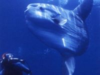 Měsíčník svítivý, Mola mola, Ocean sunfish     - http://www.mola.org/mola/molamola.gif