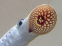 Mihule mořská, Petromyzon marinus , Sea lamprey  - http://www.digitalnature.org/vissen/zeeprik.jpg