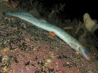 Mihule mořská, Petromyzon marinus , Sea lamprey  - http://fishbase.org/images/species/Pemar_u6.jpg