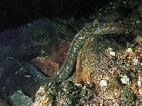 Mihule mořská, Petromyzon marinus , Sea lamprey  - http://fishbase.org/images/species/Pemar_u4.jpg