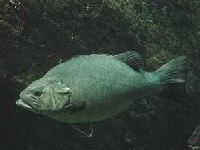 Mnohopilák Americký, Polyprion americanus, Wreckfish - http://hernando.free.fr/balades/aquariums/brest_02/tempere/000004.jpg