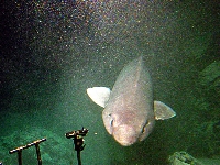 Mnohozubec atlantský, Pseudotriakis microdon, False catshark - http://upload.wikimedia.org/wikipedia/commons/e/e1/Pseudotriakis_microdon_1.jpg