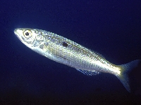 Modrák ostronosý, Spicara smaris, Picarel - http://www.fishbase.org/images/species/Spsma_u0.jpg