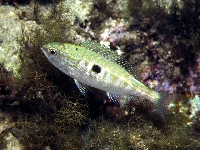 Modrák skvrnitý , Spicara maena , Blotched picarel    - http://www.fishbase.org/images/species/Spmae_u5.jpg