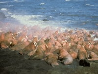 Mrož lední, Odobenus rosmarus, Walrus - http://dls.fws.gov/DATA/files/35DFC431-F1E4-4DB8-B03F115A2BD838D2.jpg