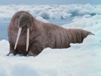 Mrož lední, Odobenus rosmarus, Walrus - http://www.photolib.noaa.gov/animals/images/big/anim0022.jpg