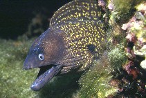 Muréna obecná, Muraena helena, Mediterranean moray - http://www.fishbase.org/images/thumbnails/jpg/tn_Muhel_u2.jpg