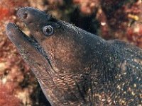 Muréna obecná, Muraena helena, Mediterranean moray - http://www.fishbase.org/images/thumbnails/jpg/tn_Muhel_u4.jpg