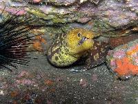 Muréna tygrovitá, Enchelycore anatina, Fangtooth moray - http://www.mapa.es/pesca/img/rmarinas_mapa/galeria_lapalma/157morena.jpg