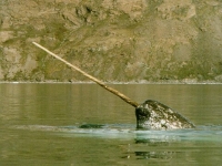 Narval, Monodon monoceros, Narwhal - http://members.aol.com/blossom144/narwhal2.jpg