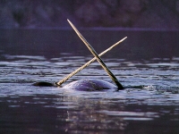 Narval, Monodon monoceros, Narwhal - http://members.aol.com/blossom144/narwhal1.jpg