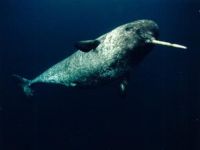 Narval, Monodon monoceros, Narwhal - http://www.zoologi.se/valar/im/narval.jpg