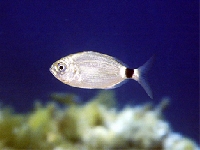 Oblada , Oblada melanura, Saddled seabream - http://www.nivarsub.com/images/galana.jpg