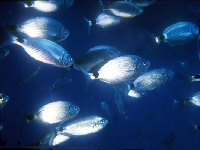 Oblada , Oblada melanura, Saddled seabream - http://www.mondellolido.it/pagine/mare/immagini/occhiate_-_Oblada_melanura_02.jpg