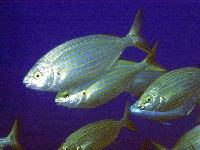 Okáč obecný, Sarpa salpa, Salema  - http://www.fishbase.org/images/species/Sasal_u6.jpg