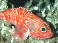 Okouník modroústý, Helicolenus dactylopterus, Blackbelly rosefish     - http://oceanexplorer.noaa.gov/explorations/05coralbanks/logs/Oct31/media/fig3_600.jpg