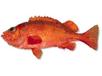 Okouník mořský, Sebastes marinus, Ocean perch  - http://www.grabbs-inc.com/images/Fiskar/Kungsfisk.jpg