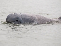 Orcela tuponosá, Orcaella brevirostris, Irrawaddy Dolphin - http://upload.wikimedia.org/wikipedia/commons/a/ae/Irrawaddy_dolphin-Orcaella_brevirostris_by_2eight.jpg