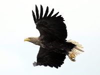 Orel mořský, Haliaeetus albicilla, White-tailed Eagle - http://upload.wikimedia.org/wikipedia/commons/8/8f/Seeadler-flug.jpg