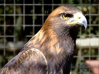Orel skalní, Aquila chrysaetos, Golden Eagle - http://upload.wikimedia.org/wikipedia/commons/f/fc/Sulphurcreekeagle2008.jpg