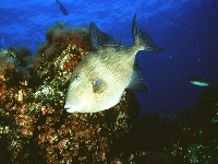 Osténec korolínský, Balistes capriscus, Grey triggerfish     - http://fishbase.org/images/species/Bacar_u2.jpg