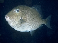 Osténec korolínský, Balistes capriscus, Grey triggerfish     - http://fishbase.org/images/species/Bacar_u3.jpghttp://fishbase.org/images/species/Bacar_u3.jpg