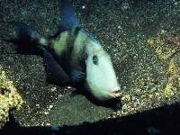 Osténec korolínský, Balistes capriscus, Grey triggerfish     - http://fishbase.org/images/species/Bacar_u7.jpg