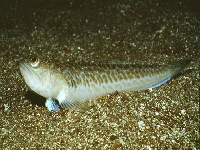 Ostnatec velký, Trachinus draco, Greater weever - http://www.fishbase.org/images/species/Trdra_u1.jpg