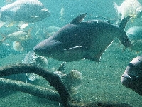 Pangas spodnooký, Pangasius hypophthalmus, Sutchi catfish - http://upload.wikimedia.org/wikipedia/commons/thumb/0/07/Iridescent_shark.jpg/800px-Iridescent_shark.jpg