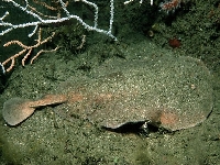 Parejnok elektrický, Torpedo marmorata, Spotted torpedo - http://www.habitas.org.uk/marinelife/pisces/tormar.jpg