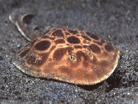 Parejnok okatý, Torpedo torpedo, Common torpedo - http://www.oceanrealmimages.com/images/review/komodo/Torpedo_ray.jpg