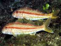 Parmice pruhovaná, Mullus surmuletus, Striped red mullet - http://www.fishbase.org/images/thumbnails/jpg/tn_Musur_u3.jpg