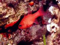 Parmovec bezvousý , Apogon imberbis, Cardinal fish - http://www.fishbase.org/images/species/Apimb_u5.jpg