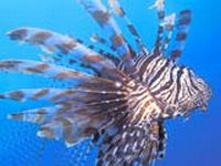 Perutýn ohnivý, Pterois volitans, Red lionfish - http://www.vibrantsea.net/images/lionfish21_floridas2_160.jpg