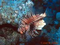 Perutýn ohnivý, Pterois volitans, Red lionfish - http://deportes-mundo.com/zozer/imagesmarrojo02/marrojo02-064.jpg